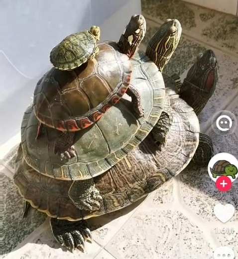 turtles all  donald sensing.jpg